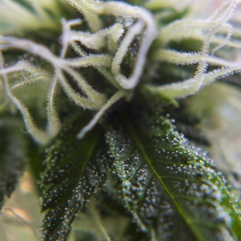 Woodhead Reserve  growlog timeline photo