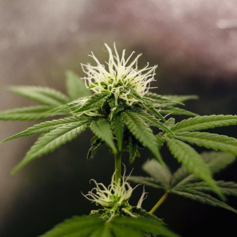 Woodhead Reserve  growlog timeline photo