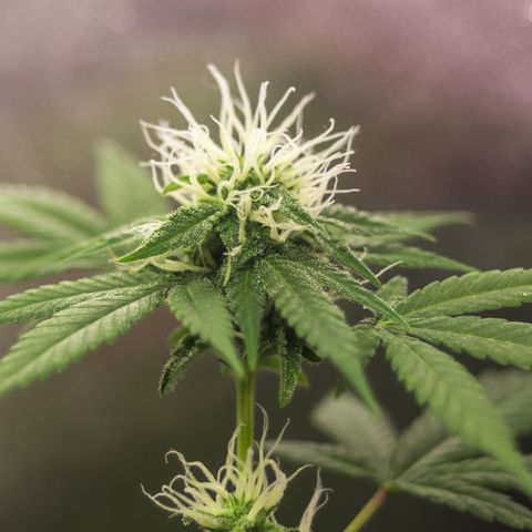Woodhead Reserve  growlog timeline photo