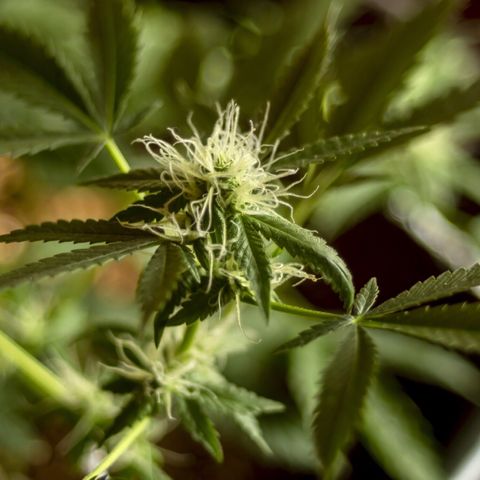 Woodhead Reserve  growlog timeline photo