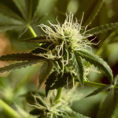Woodhead Reserve  growlog timeline photo