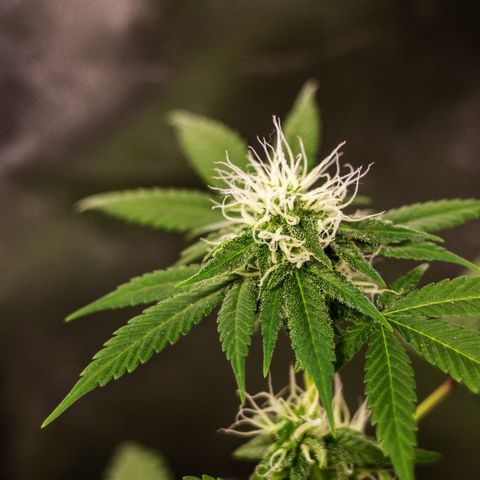 Woodhead Reserve  growlog timeline photo