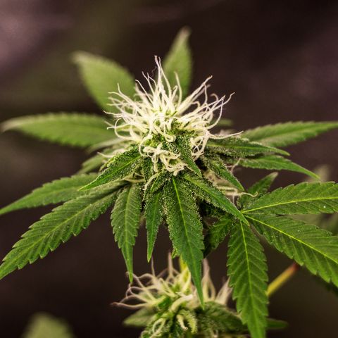 Woodhead Reserve  growlog timeline photo