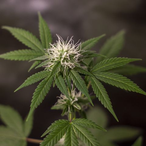 Woodhead Reserve  growlog timeline photo