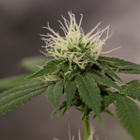 Woodhead Reserve  growlog timeline photo