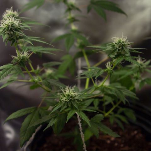 Woodhead Reserve  growlog timeline photo