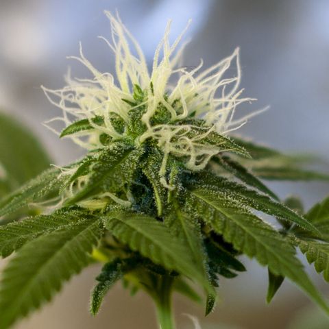 Woodhead Reserve  growlog timeline photo