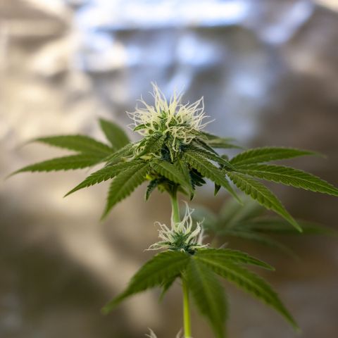 Woodhead Reserve  growlog timeline photo