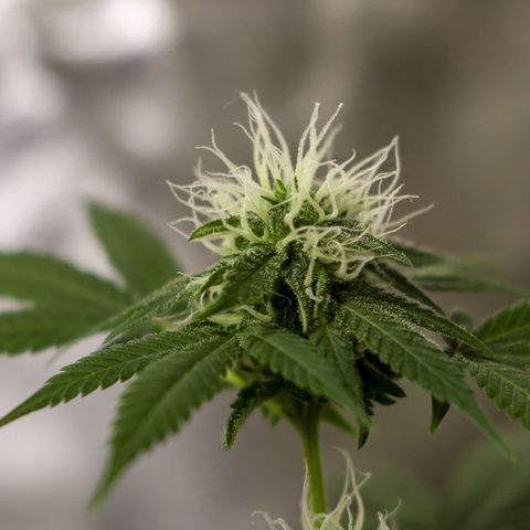 Woodhead Reserve  growlog timeline photo