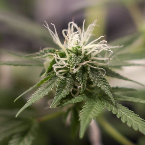 Woodhead Reserve  growlog timeline photo