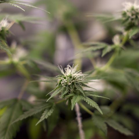 Woodhead Reserve  growlog timeline photo