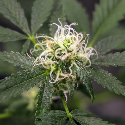 Woodhead Reserve  growlog timeline photo
