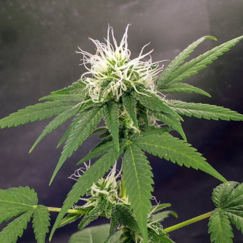 Woodhead Reserve  growlog timeline photo