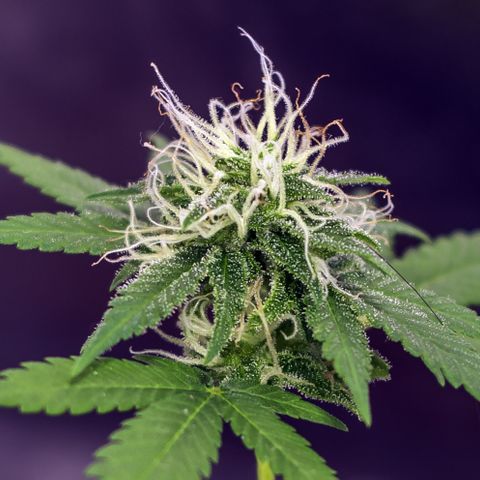 Woodhead Reserve  growlog timeline photo