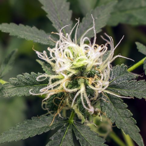 Woodhead Reserve  growlog timeline photo