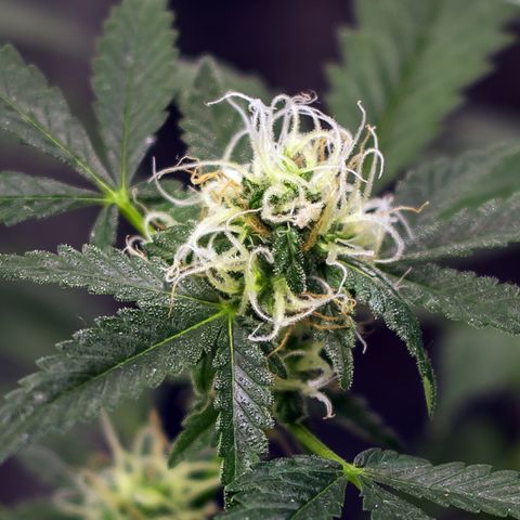 Woodhead Reserve  growlog timeline photo