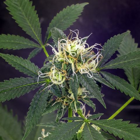 Woodhead Reserve  growlog timeline photo