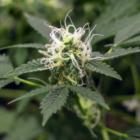 Woodhead Reserve  growlog timeline photo