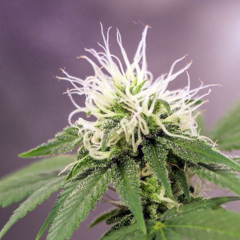 Woodhead Reserve  growlog timeline photo