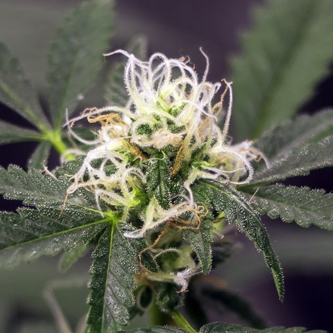 Woodhead Reserve  growlog timeline photo