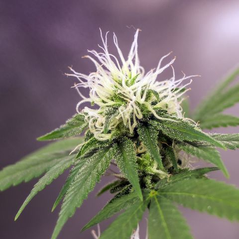 Woodhead Reserve  growlog timeline photo
