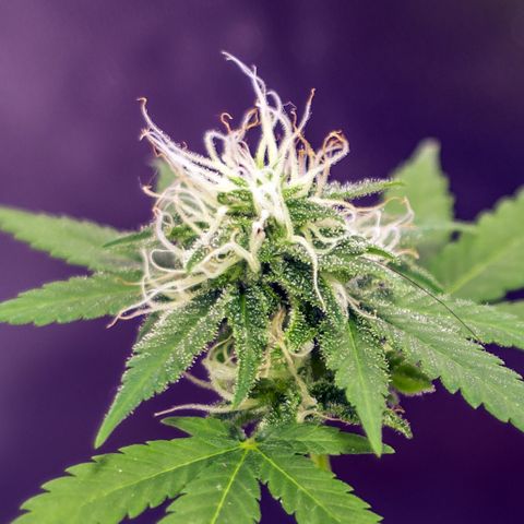 Woodhead Reserve  growlog timeline photo