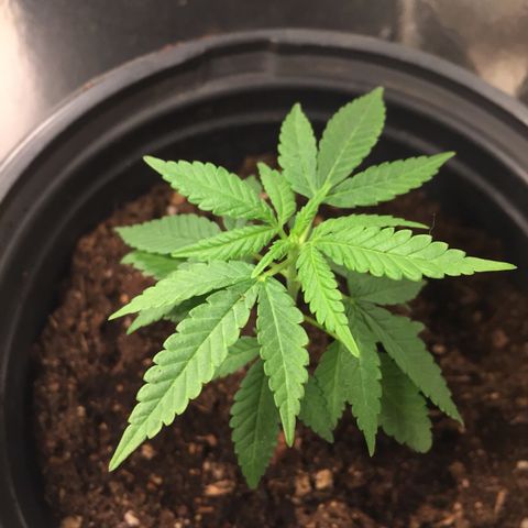 Unknown strain growlog timeline photo