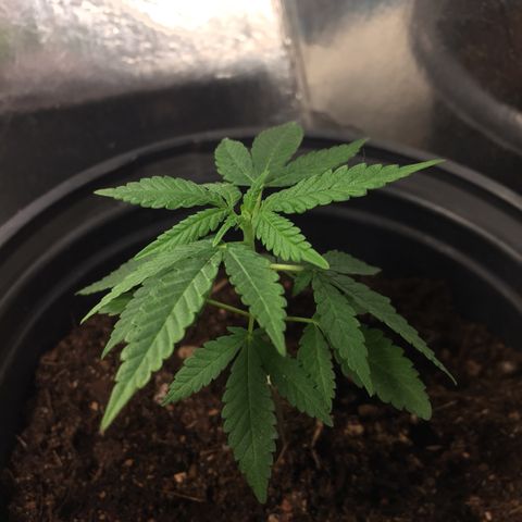 Unknown strain growlog timeline photo