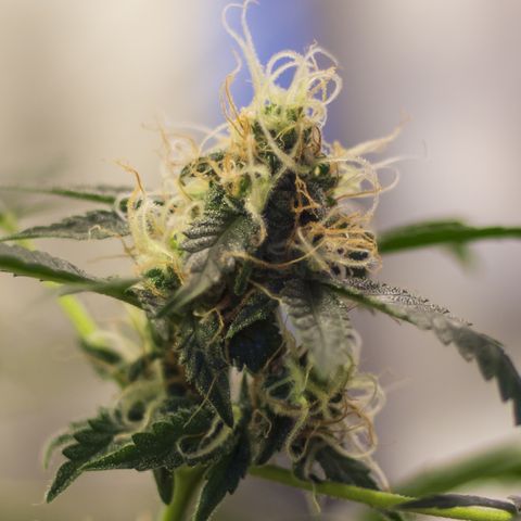 Woodhead Reserve  growlog timeline photo