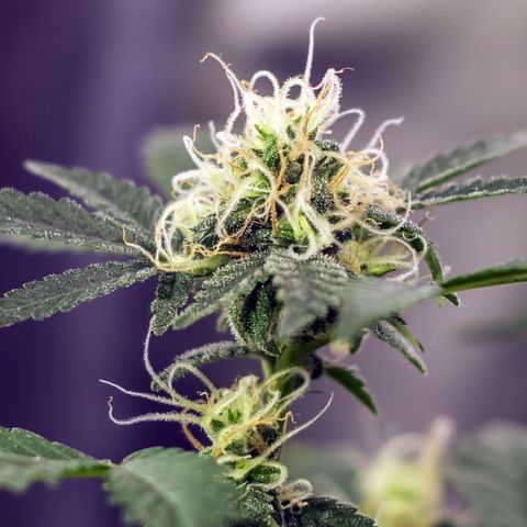 Woodhead Reserve  growlog timeline photo