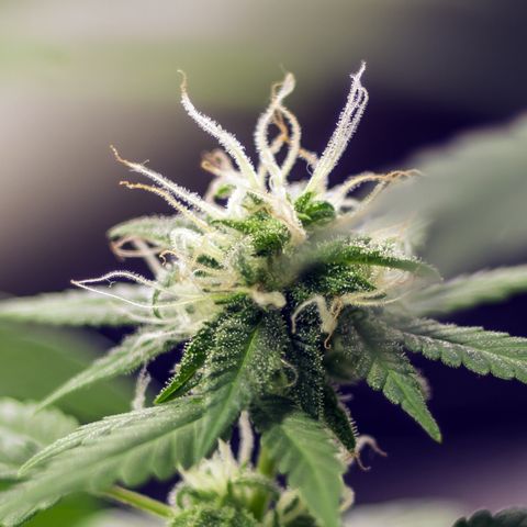 Woodhead Reserve  growlog timeline photo