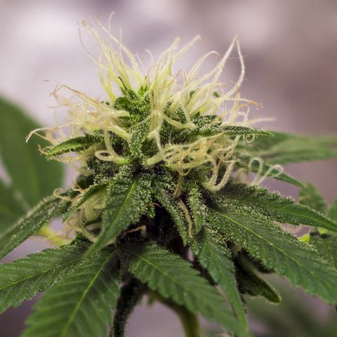 Woodhead Reserve  growlog timeline photo