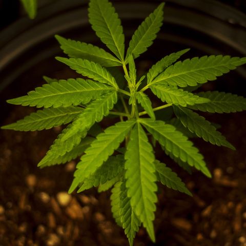 Unknown strain growlog timeline photo