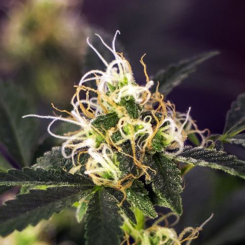 Woodhead Reserve  growlog timeline photo