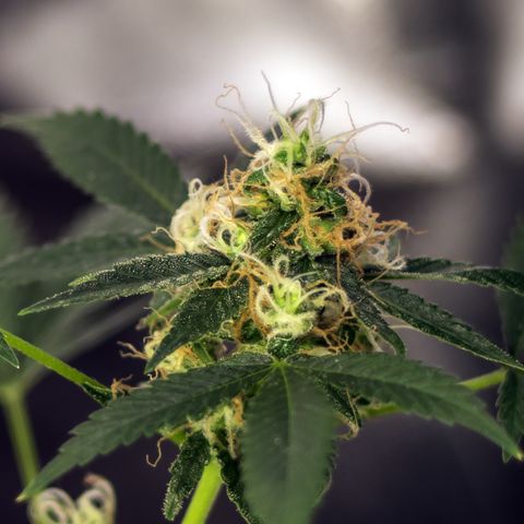 Woodhead Reserve  growlog timeline photo