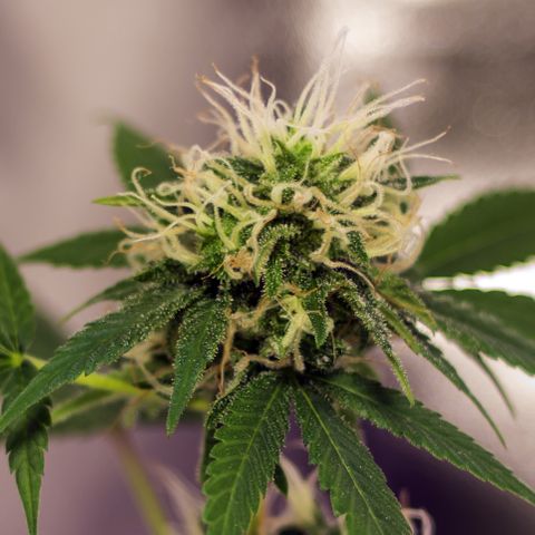 Woodhead Reserve  growlog timeline photo