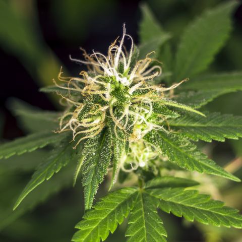 Woodhead Reserve  growlog timeline photo