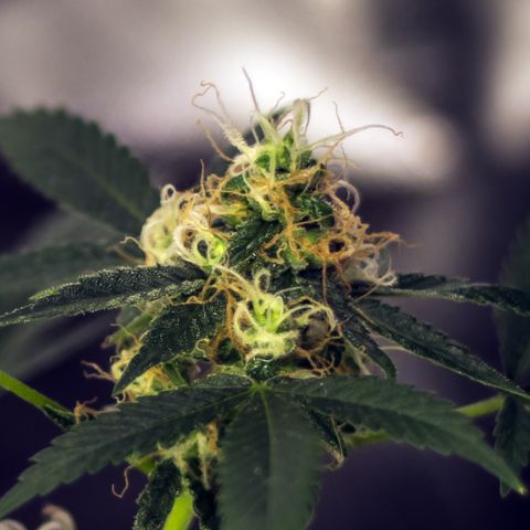 Woodhead Reserve  growlog timeline photo