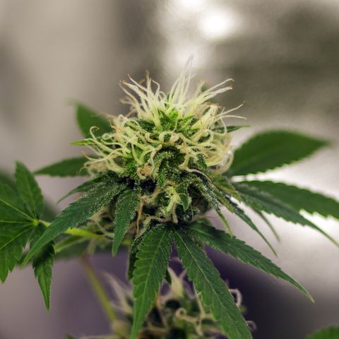 Woodhead Reserve  growlog timeline photo