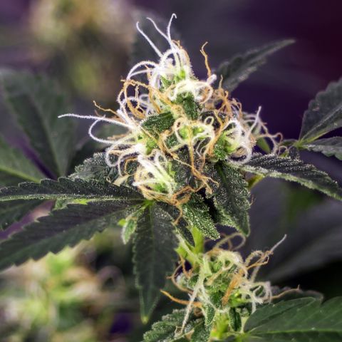 Woodhead Reserve  growlog timeline photo