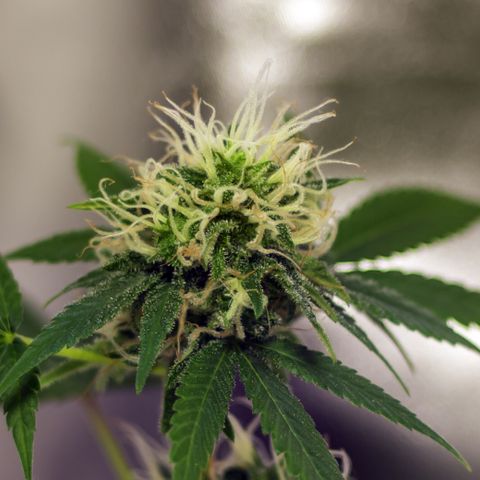 Woodhead Reserve  growlog timeline photo