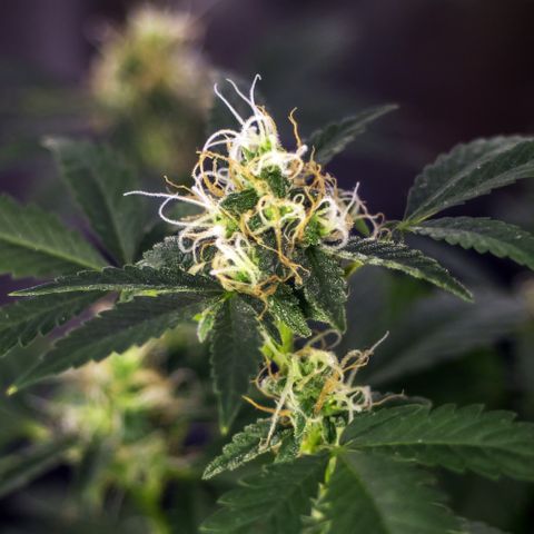 Woodhead Reserve  growlog timeline photo