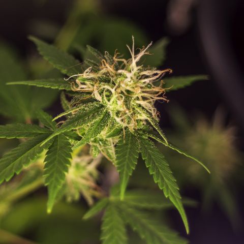 Woodhead Reserve  growlog timeline photo
