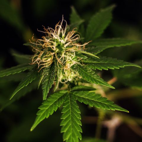 Woodhead Reserve  growlog timeline photo