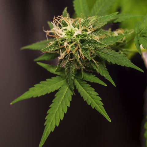 Woodhead Reserve  growlog timeline photo