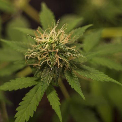 Woodhead Reserve  growlog timeline photo