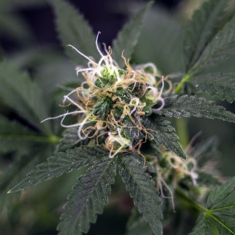 Woodhead Reserve  growlog timeline photo