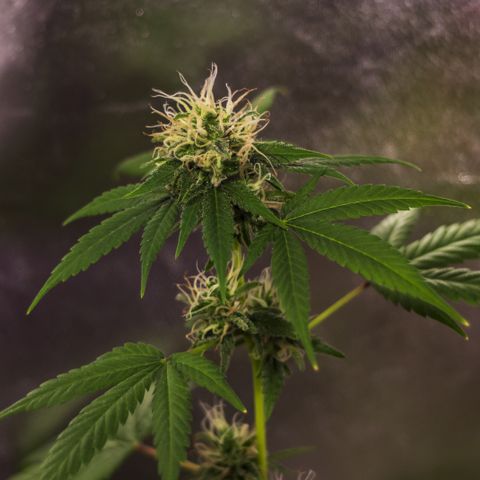 Woodhead Reserve  growlog timeline photo