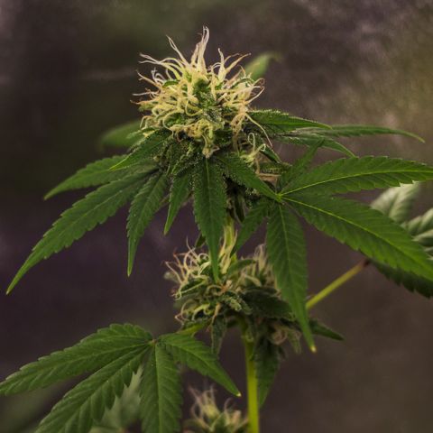Woodhead Reserve  growlog timeline photo