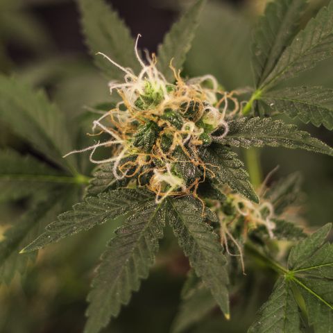 Woodhead Reserve  growlog timeline photo